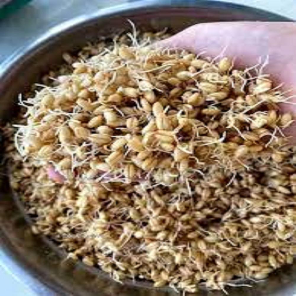 Sprouted wheat flour