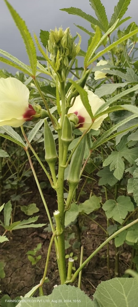 okra seeds