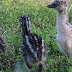 EMU चूजें