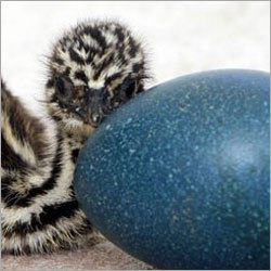 Emu अंडे