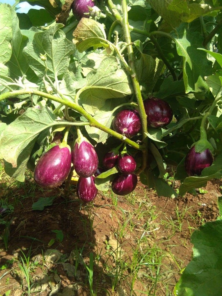 Brinjal seeds