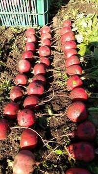 Chukandar Seed - Color: Red