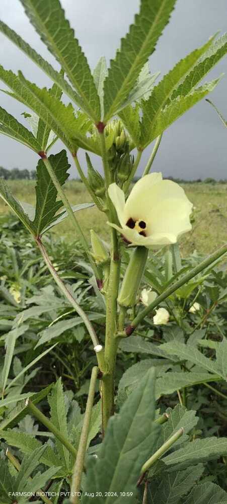 Hybrid Okra Seeds