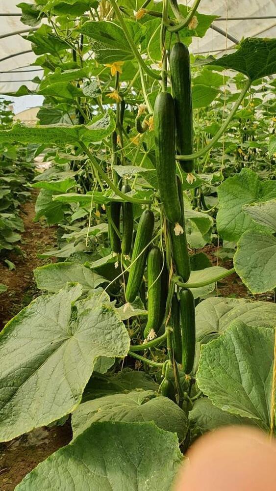 Hybrid Cucumber seed