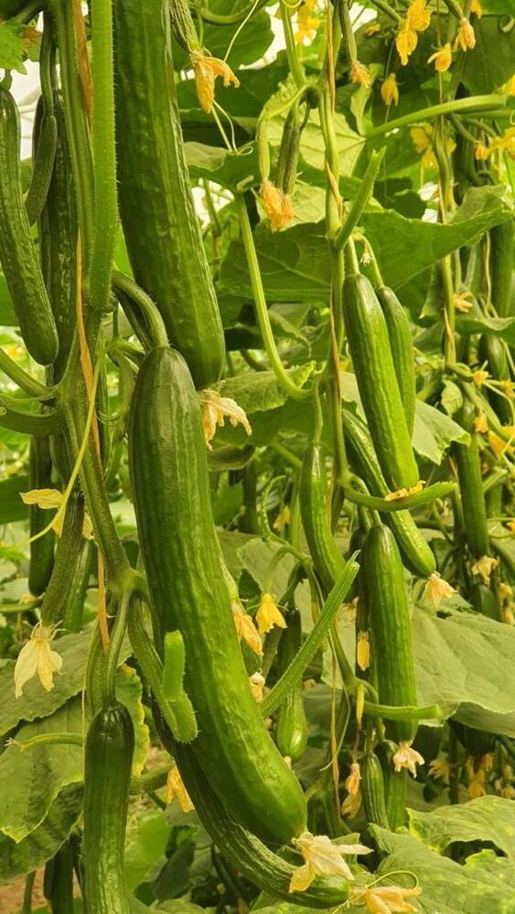 Hybrid Cucumber Seed