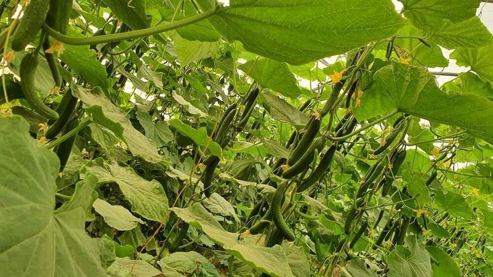 Hybrid Cucumber Seed