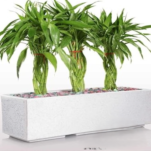 ROTO GROW PLANTER