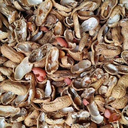 Groundnut  Shell