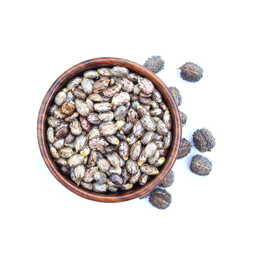 Castor Seed - Grade: Food Grade
