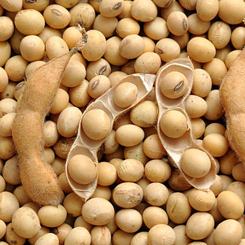 Soybean Seed - Color: Beige