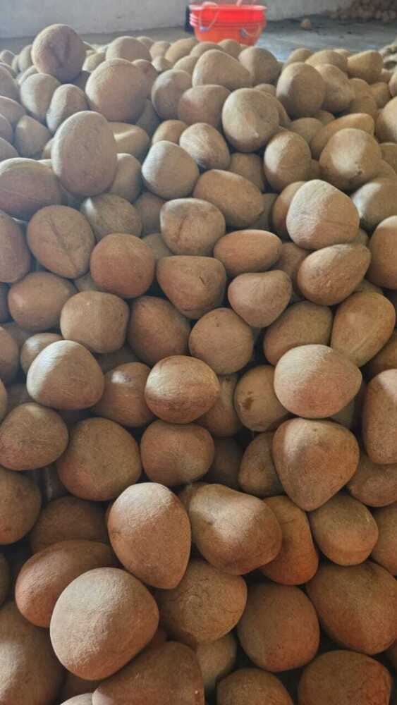 Dry Coconut ( Copra ) - Color: Light Brown