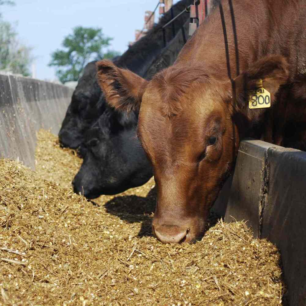 Jubimeth Rp - 50% Dl-methionine, Light Brown Granular, â¤12% Moisture | Encapsulated For Rumen Protection, Improves Feed Efficiency & Milk Production