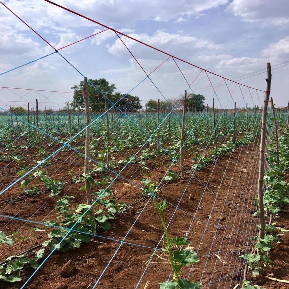 Crop Supporting Net - Base Material: Polypropylene