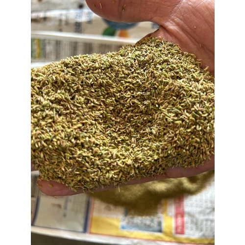 Green Barik Fennel Seed