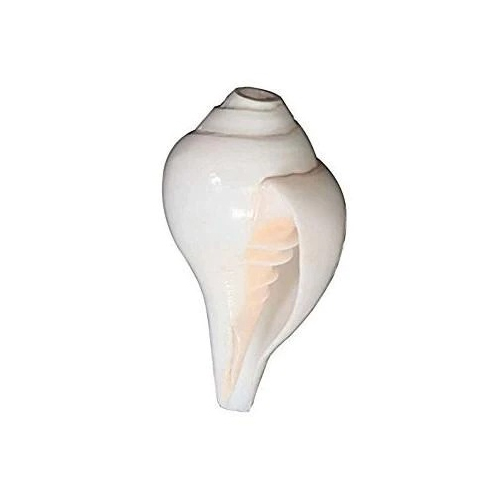 Blowing Shankh Conch Shell