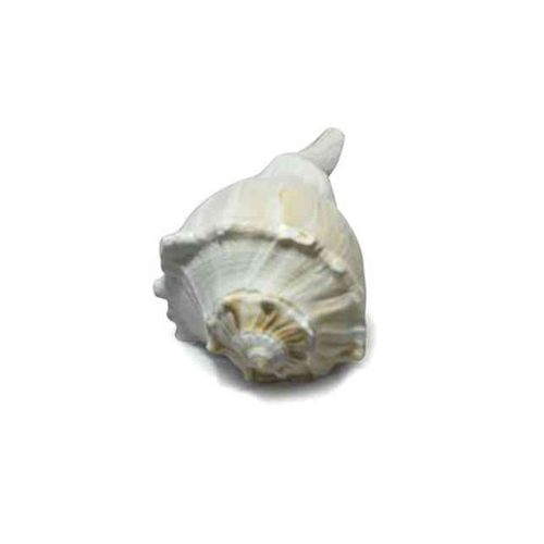 Conch Shell And Shankha