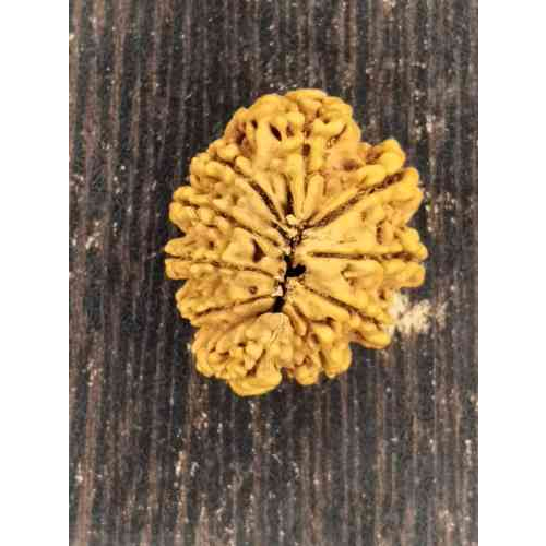 Ganesh Rudraksha