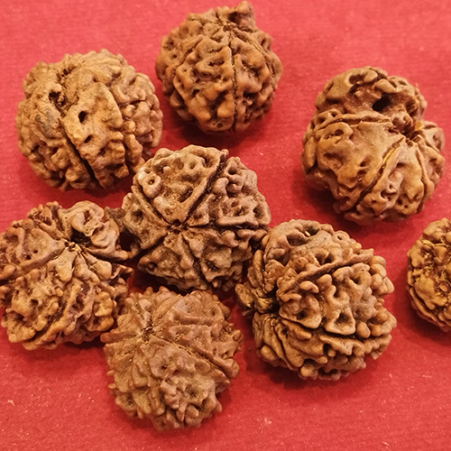 7 Mukhi Ganesh Rudraksha