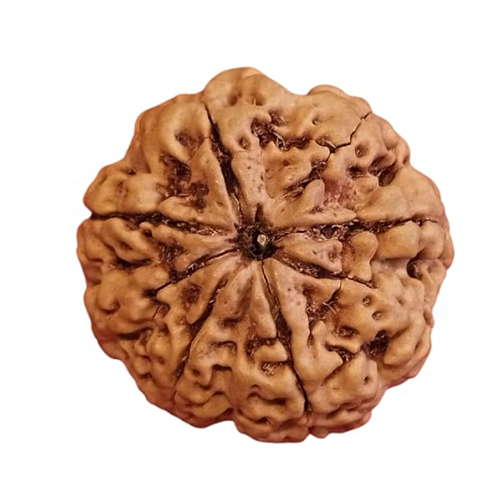 8 Mukhi Ganesh Rudraksha