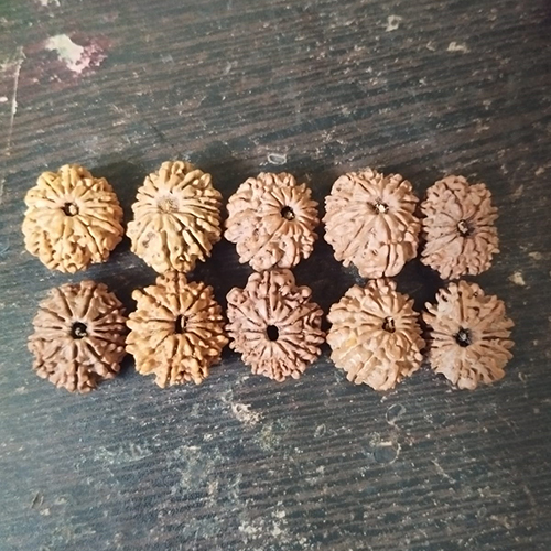 12 Mukhi Ganesh Rudraksha