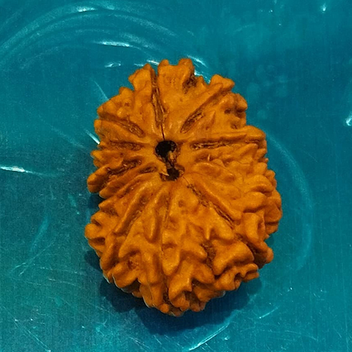 13 Mukhi Ganesh Rudraksha