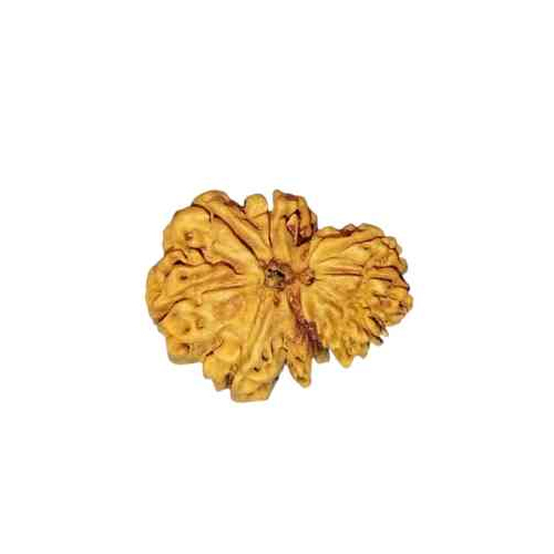 Garbh Gauri Rudraksha