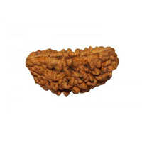 1 Mukhi Rudraksha - Authentic Rudraksha Material, Customized Size, Brown Color | Ideal For Daily Wear, Religious Practices And Spiritual Meditation