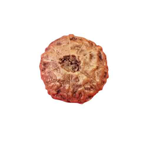 11 मुखी इंडोनेशिया रुद्राक्ष