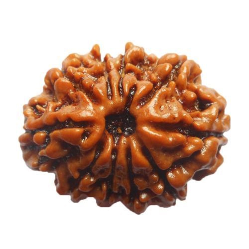 Nepali Rudraksha