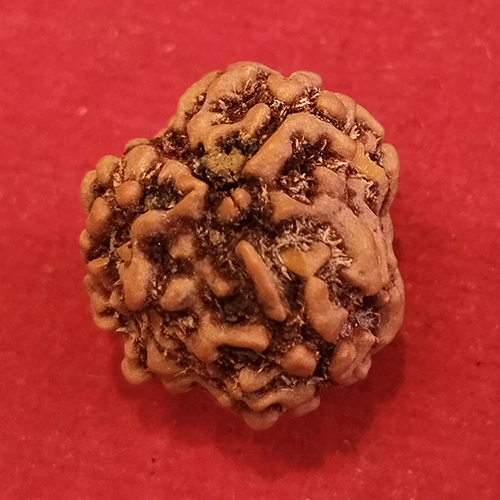 3 Mukhi Nepali Rudraksha