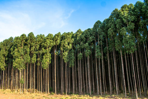 Eucalyptus Plant - Color: Plain
