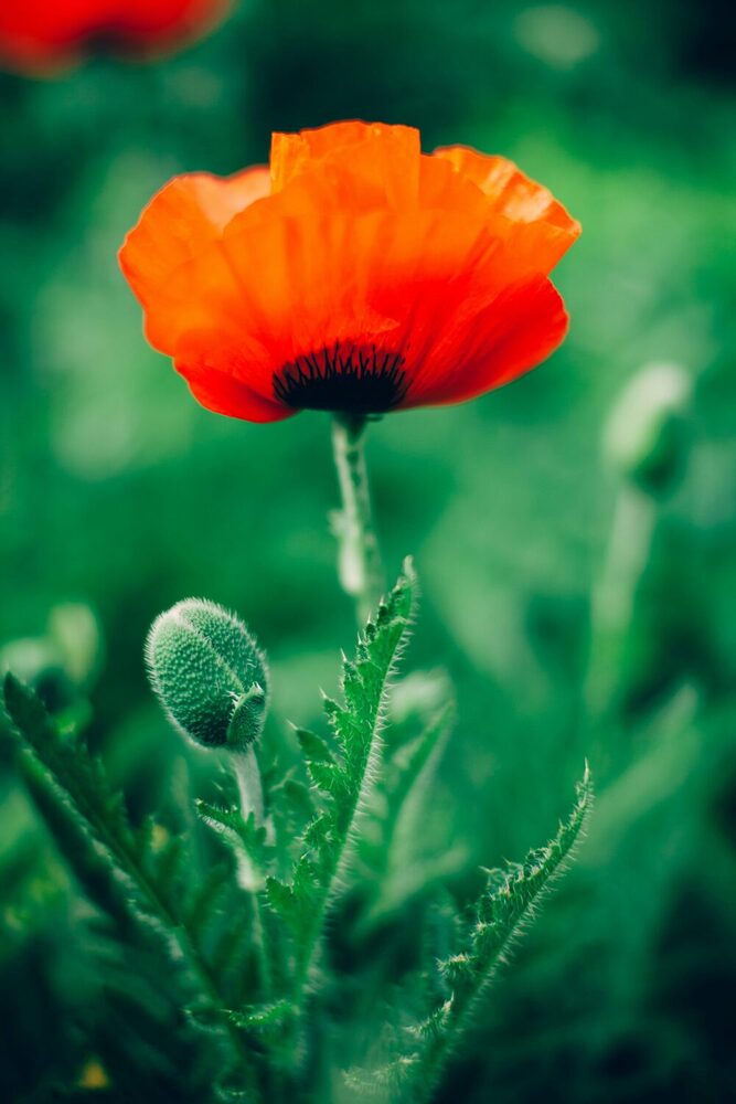 Poppy Plant