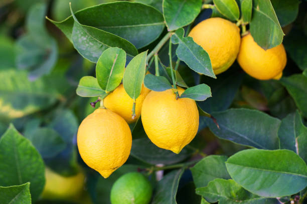 Lemon Plant - Color: Standard