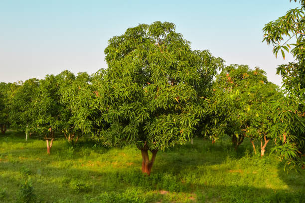 Mango Plant