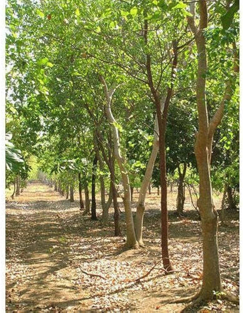 White Chandan Plant - Breed: Sandalwood