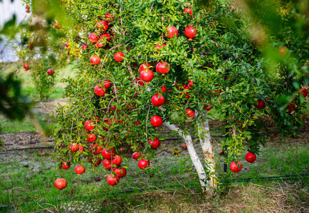 Pomegranate Plants - Color: Standard
