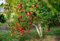 Pomegranate Plants - Color: Standard