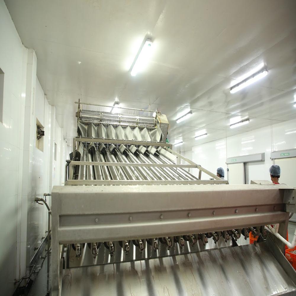 Electric Shrimp Grading Machine