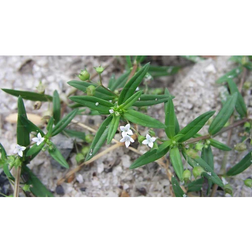 Oldenlandia Corymbosa Extract - Application: Medicinal Use