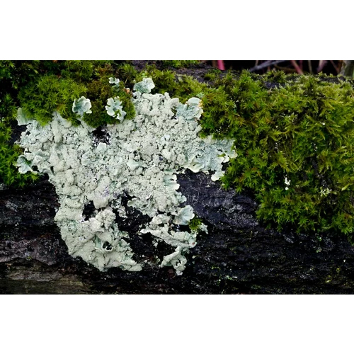 Parmelia Perlata Extract