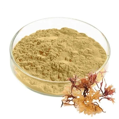 Irish Sea Moss Extract Powder - Cultivation Type: Organic