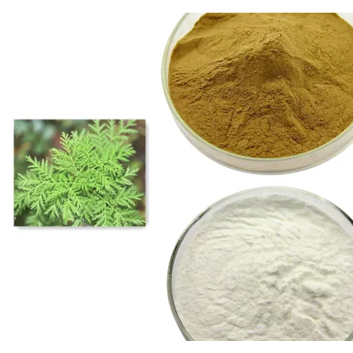 Artemisia Capillaries Powder - Cultivation Type: Organic