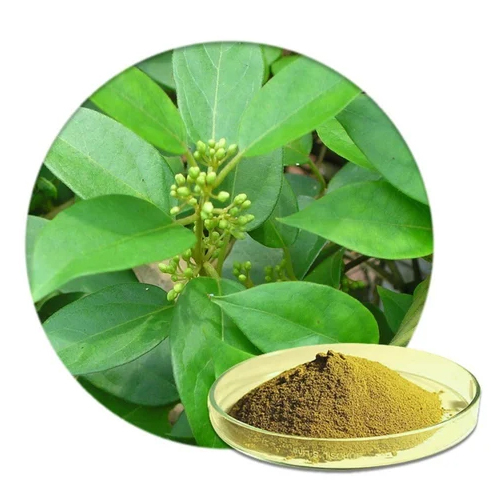 Green Gudmar Dry Extract - Purity(%): 99%