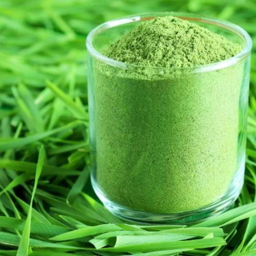 Spray Dried Barely Grass Powder - Cultivation Type: Organic