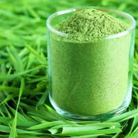 Spray Dried Barely Grass Powder - Cultivation Type: Organic