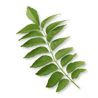 Organic Iron Extract (3.6 %) from Curry Leaves