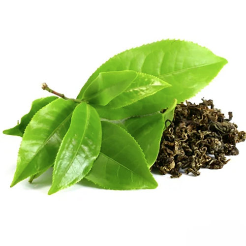 Organic Green Tea Extract