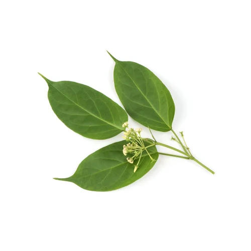 Organic Gymnema Sylvestre Extract