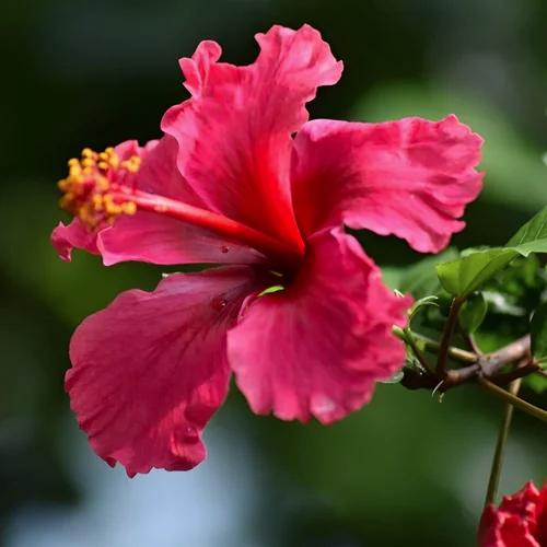 Organic Hibiscus Rosa Sinensis Extract) - Grade: Medicine Grade