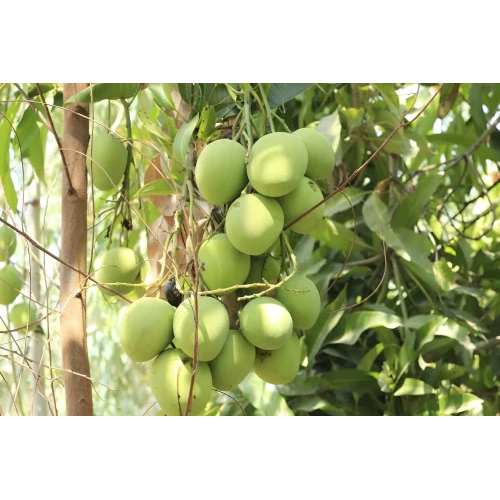 Organic Mangifera Indiaca Extract - Ingredients: Herbs